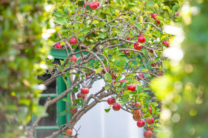 Photo 10- click for photo gallery